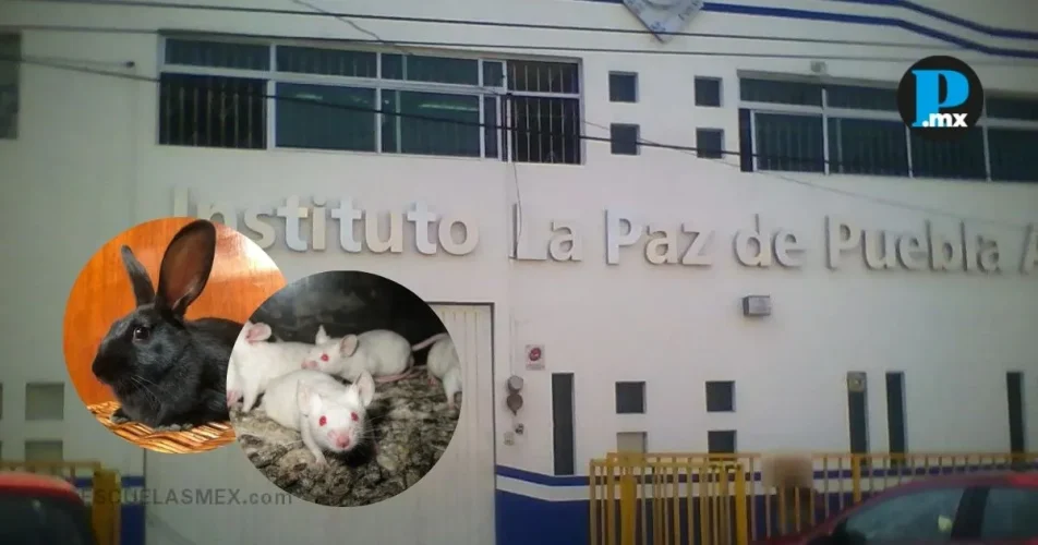 Crueldad animal en escuela de Puebla; FGE investiga denuncia por disección de animales vivos