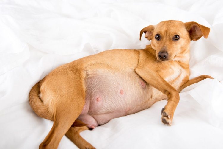 Primer caso confirmado de gusano barrenador en Puebla capital; sacrifican a perrita embarazada