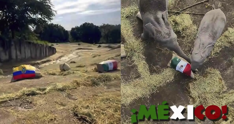 Elefantes de Africam Safari pronostican triunfo de México sobre Ecuador en el Mundial 2026