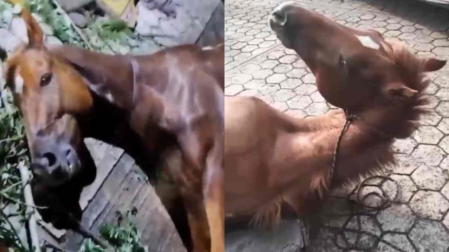 Conductor ebrio atropella a jinete y su caballo en Hueytamalco; animal permanece gravemente herido sin atención adecuada