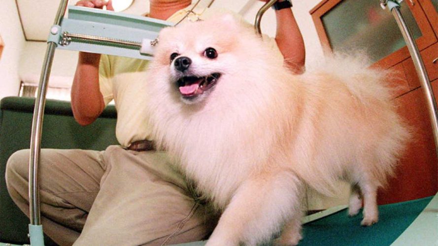 Video revela cómo murió el cachorro pomerania Coco en un spa para mascotas en la Roma-Condesa