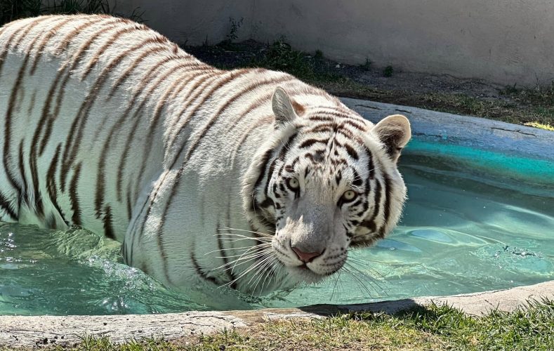 Tigre blanco permanece suelto en Tepetlaoxtoc; Semarnat aclara que no es responsable del animal