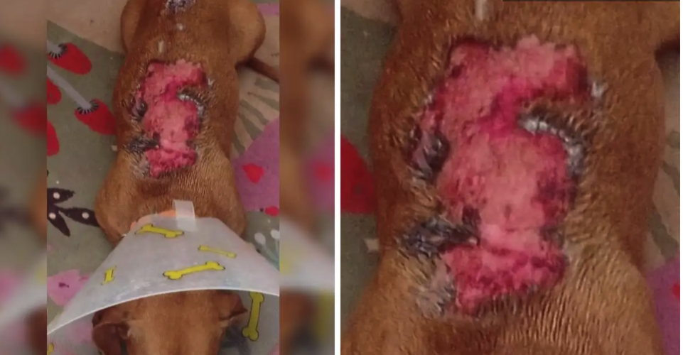 Vecino agrede a perro con agua hirviendo en colonia Villas Periférico, Puebla