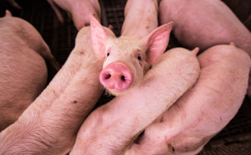 Nace en Argentina el primer cerdo clonado para trasplantes en Latinoamérica