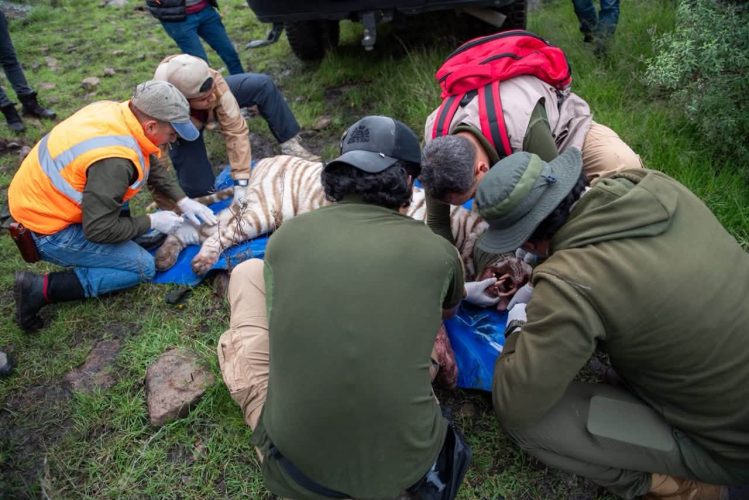 Rescatan al tigre Kenzo tras cinco días de búsqueda en Tepetlaoxtoc